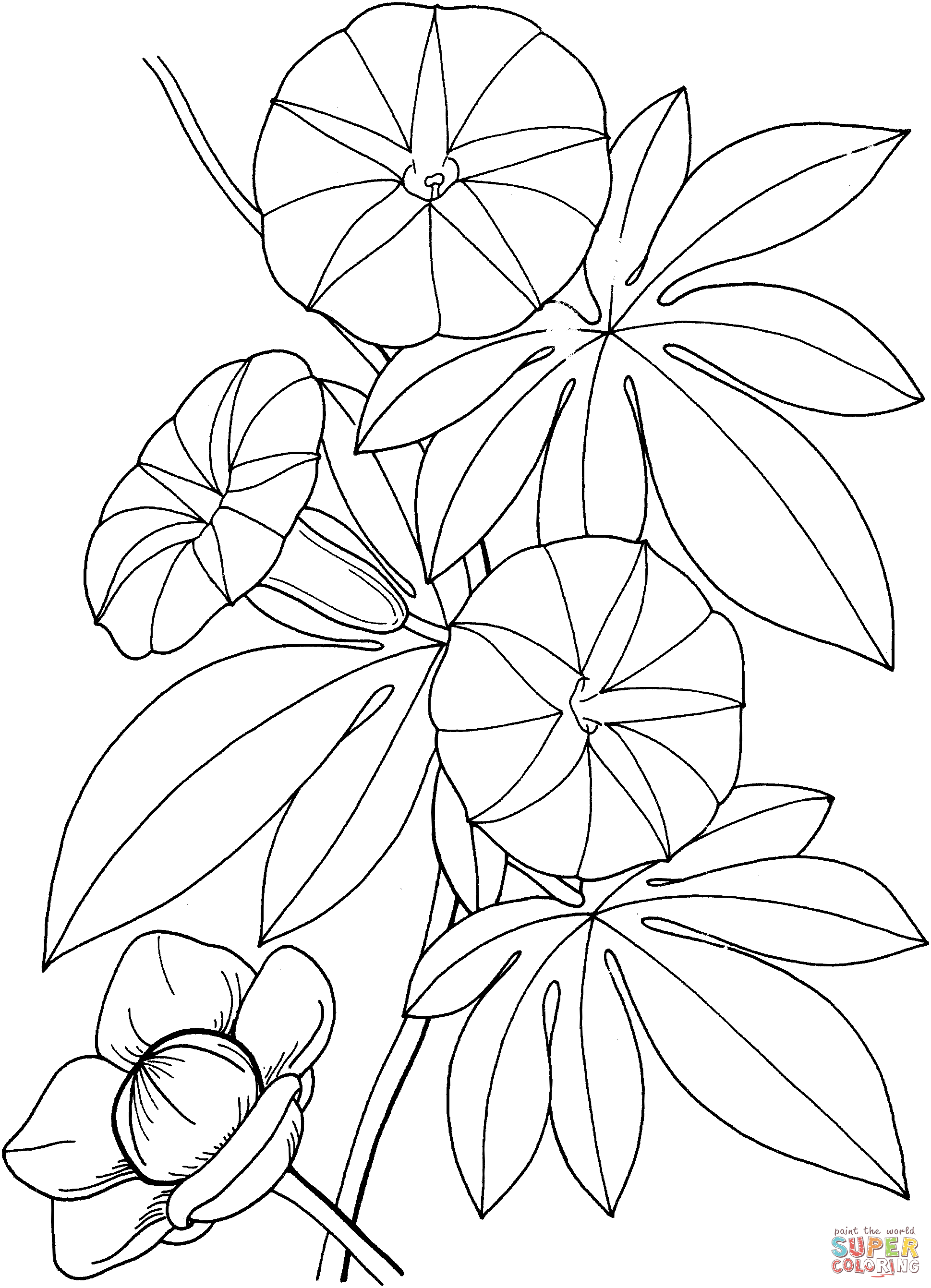 Ipomoea Tuberosa Hawaiian Woodrose Coloring Pages