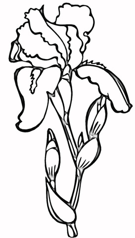 Iris Coloring Pages