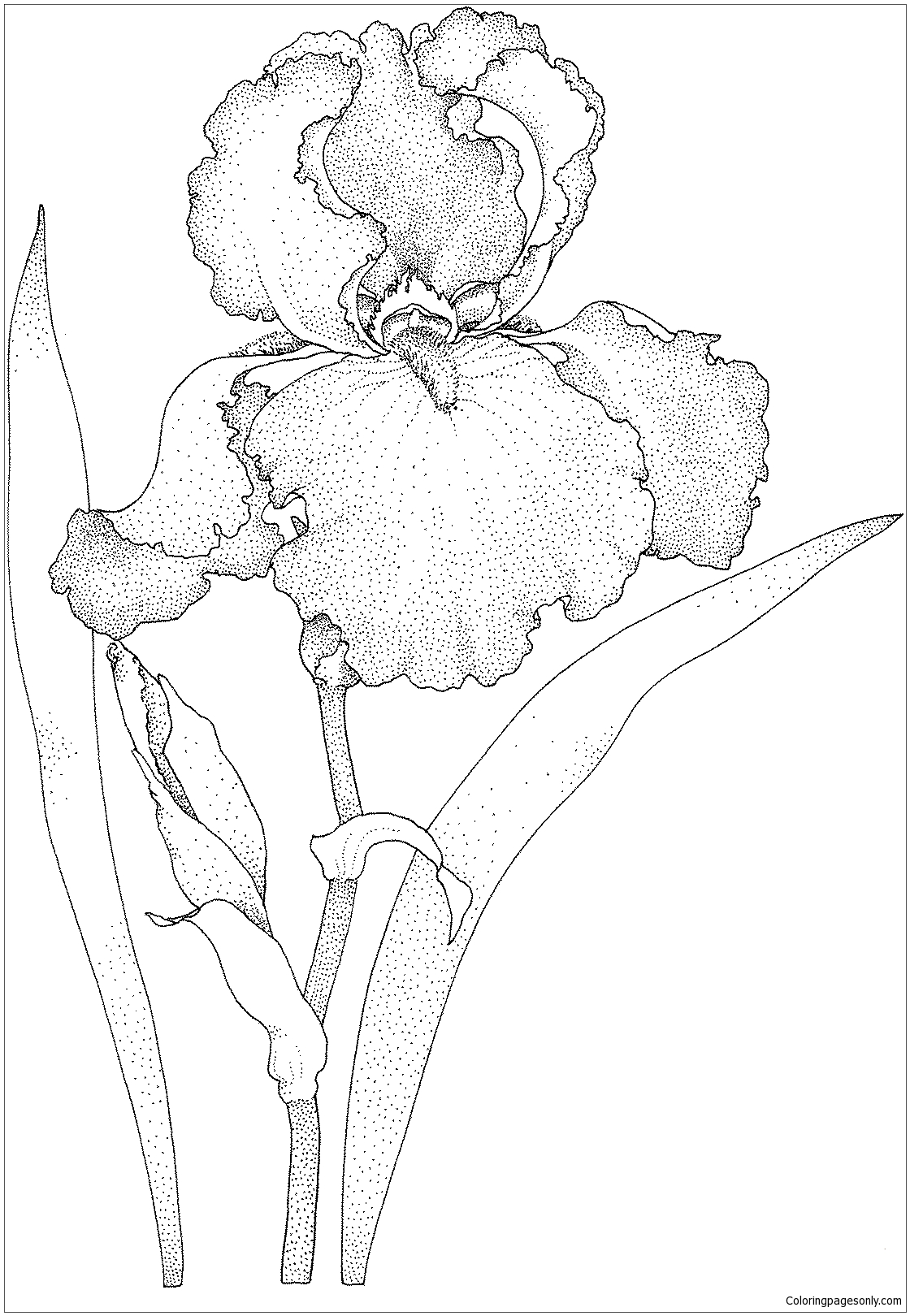 iris coloring pages