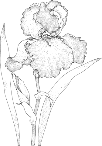 Iris Blossom Coloring Page