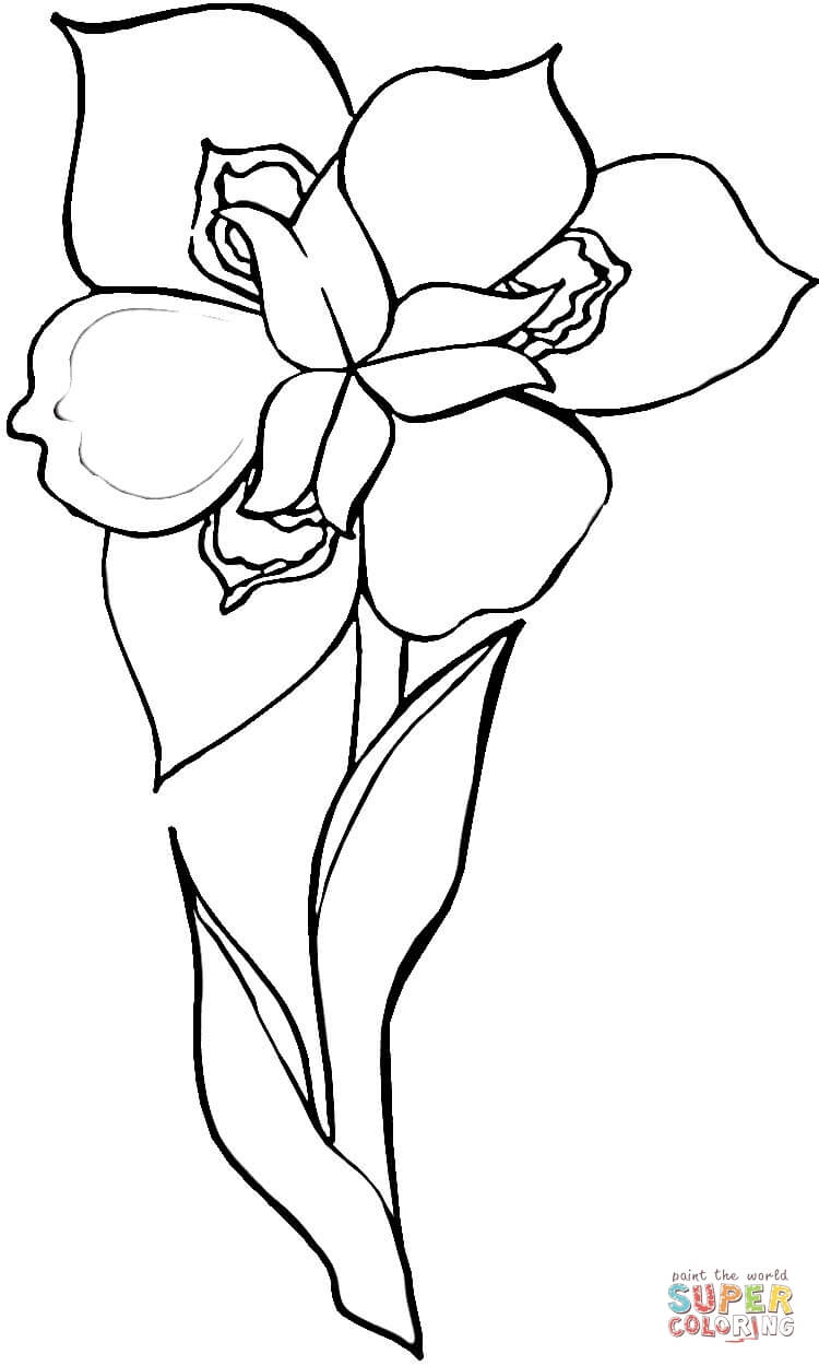 Iris Flower Coloring Pages