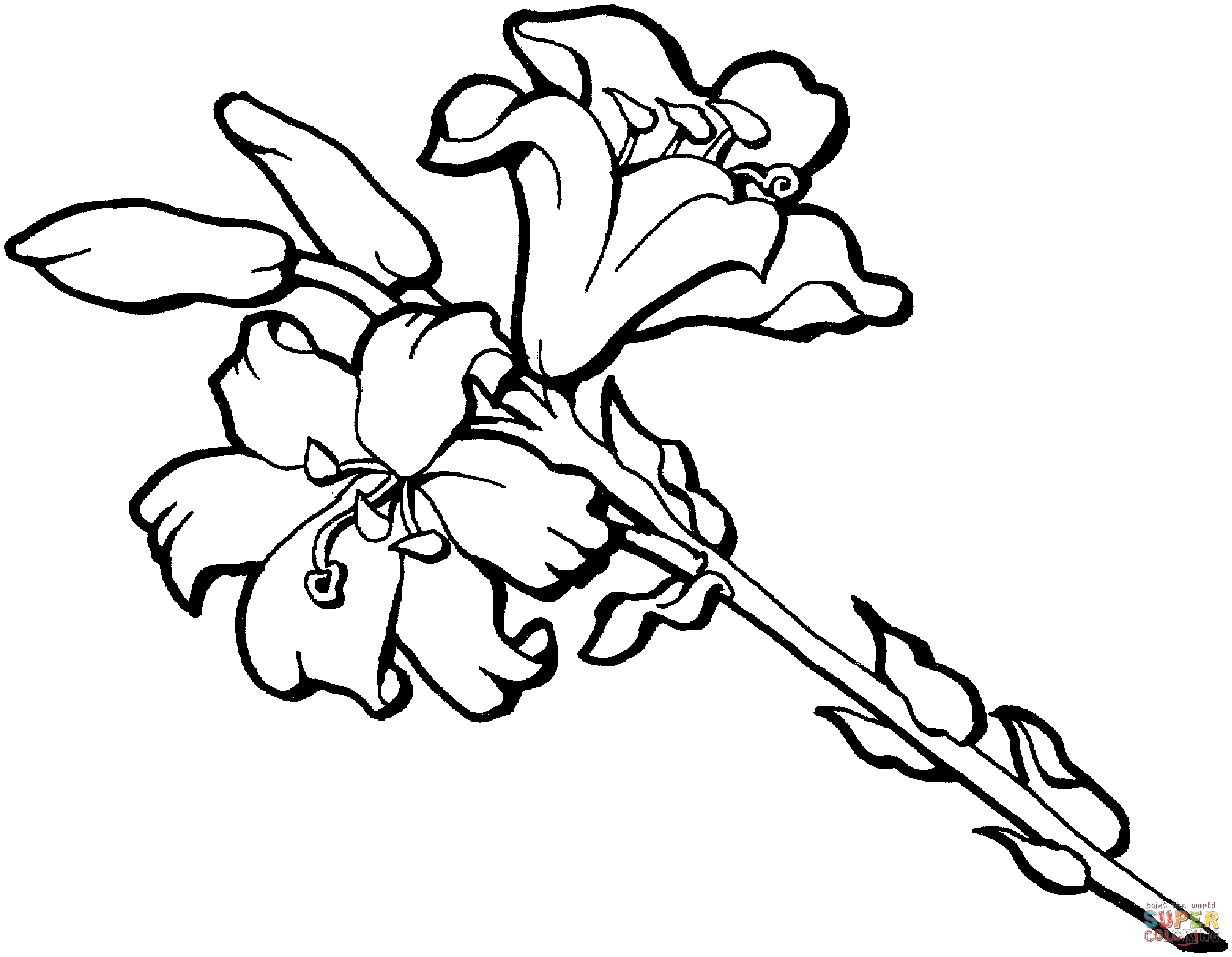 Flor de iris flor de iris