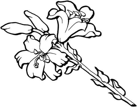 Iris Flower Blossom Coloring Page