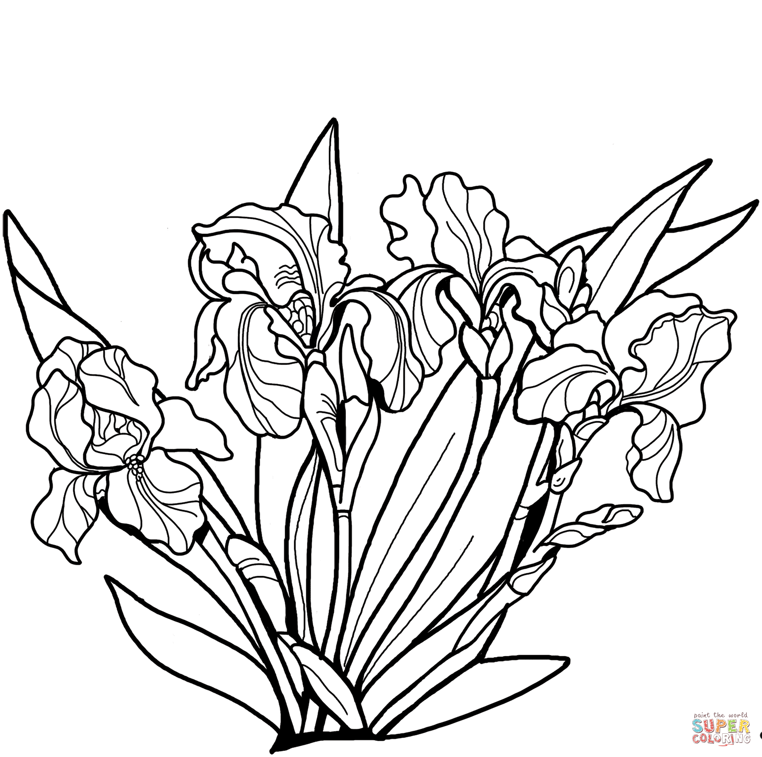 Irises Coloring Pages