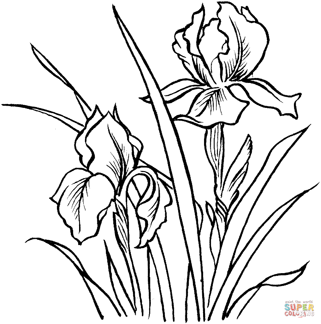 Irises from Iris