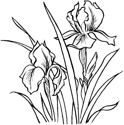 Irises Coloring Page
