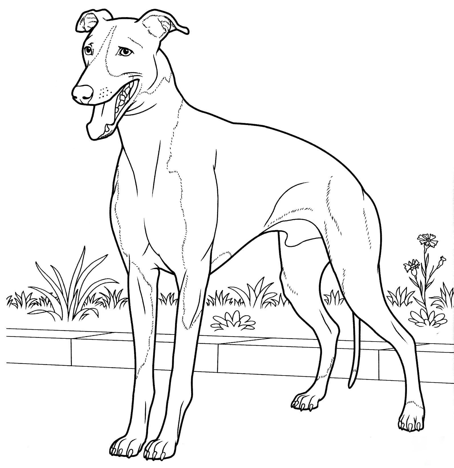 Italian Greyhound from Dogs