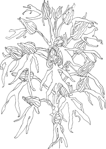 Italian Orchid Orchis Italica Coloring Pages