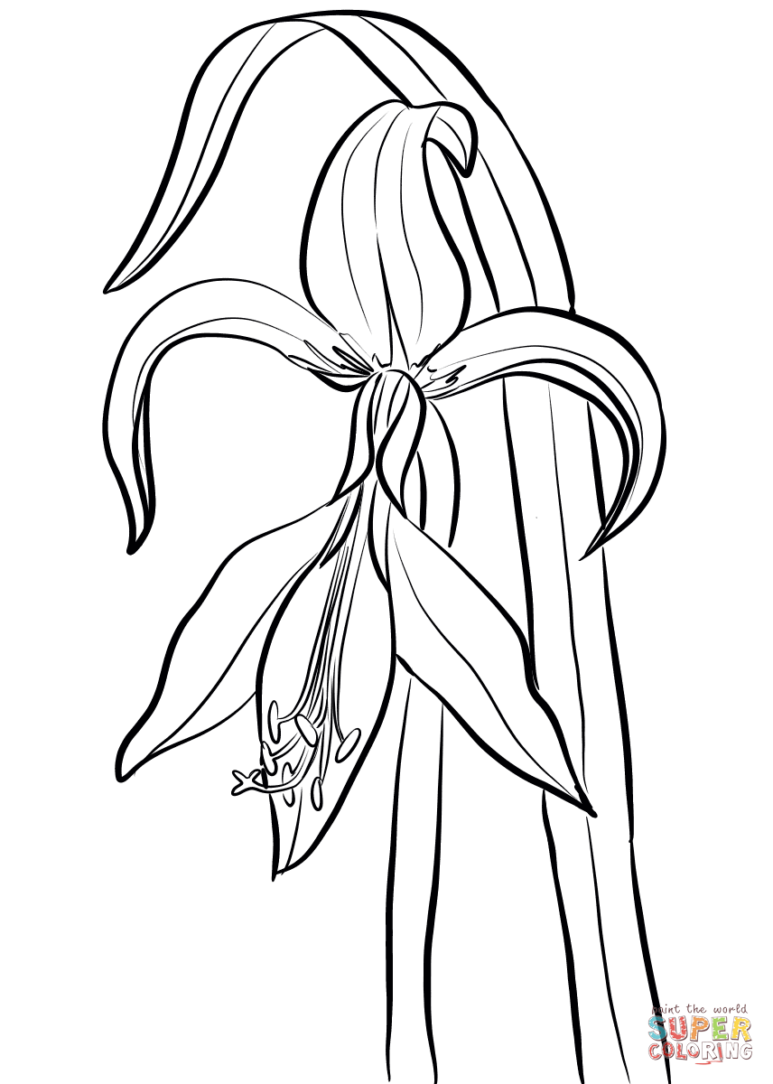 Amaryllis giacobino da Amaryllis