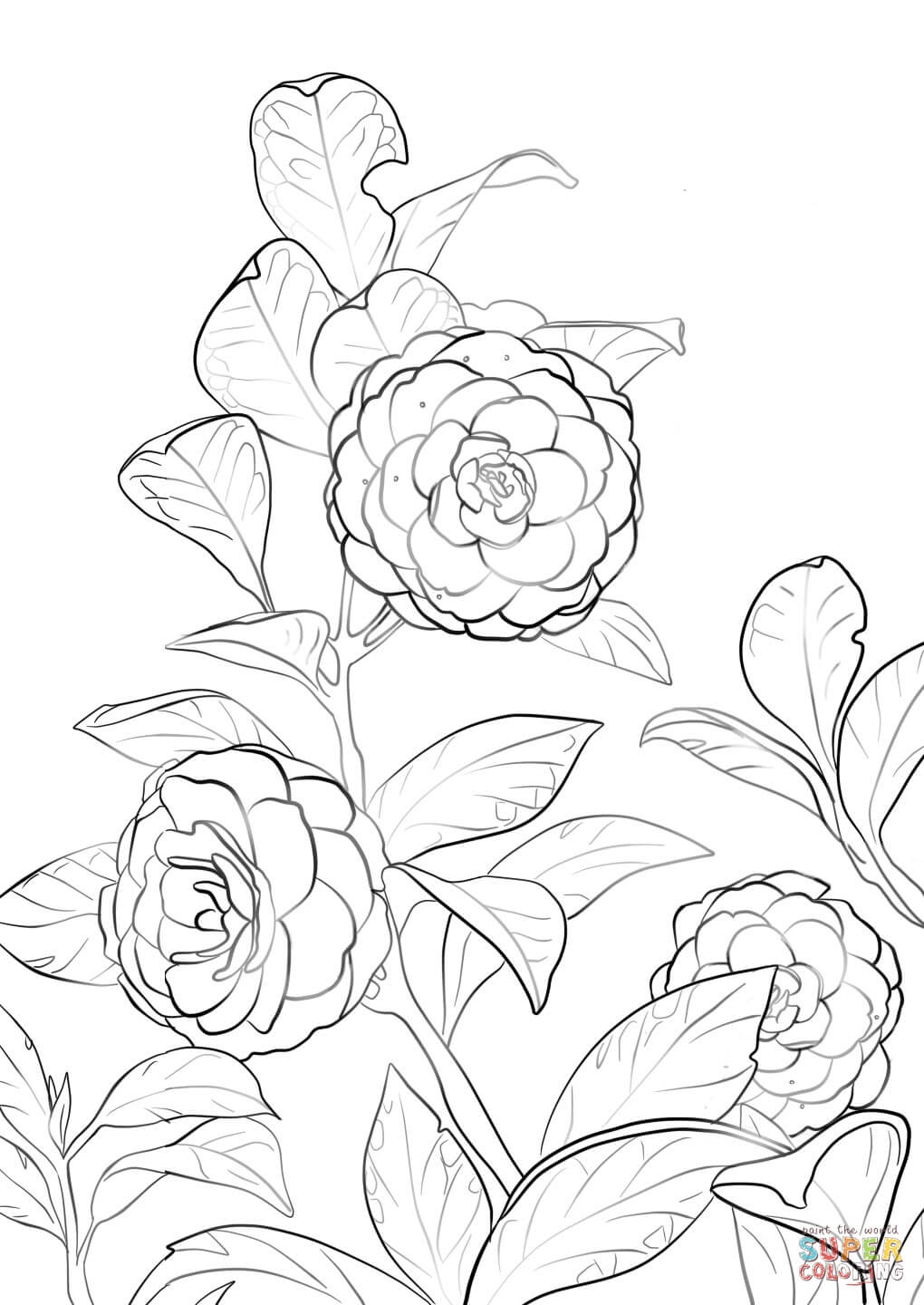 Japanese Camellia Coloring Pages
