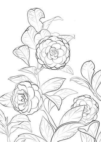 Japanese Camellia Coloring Page