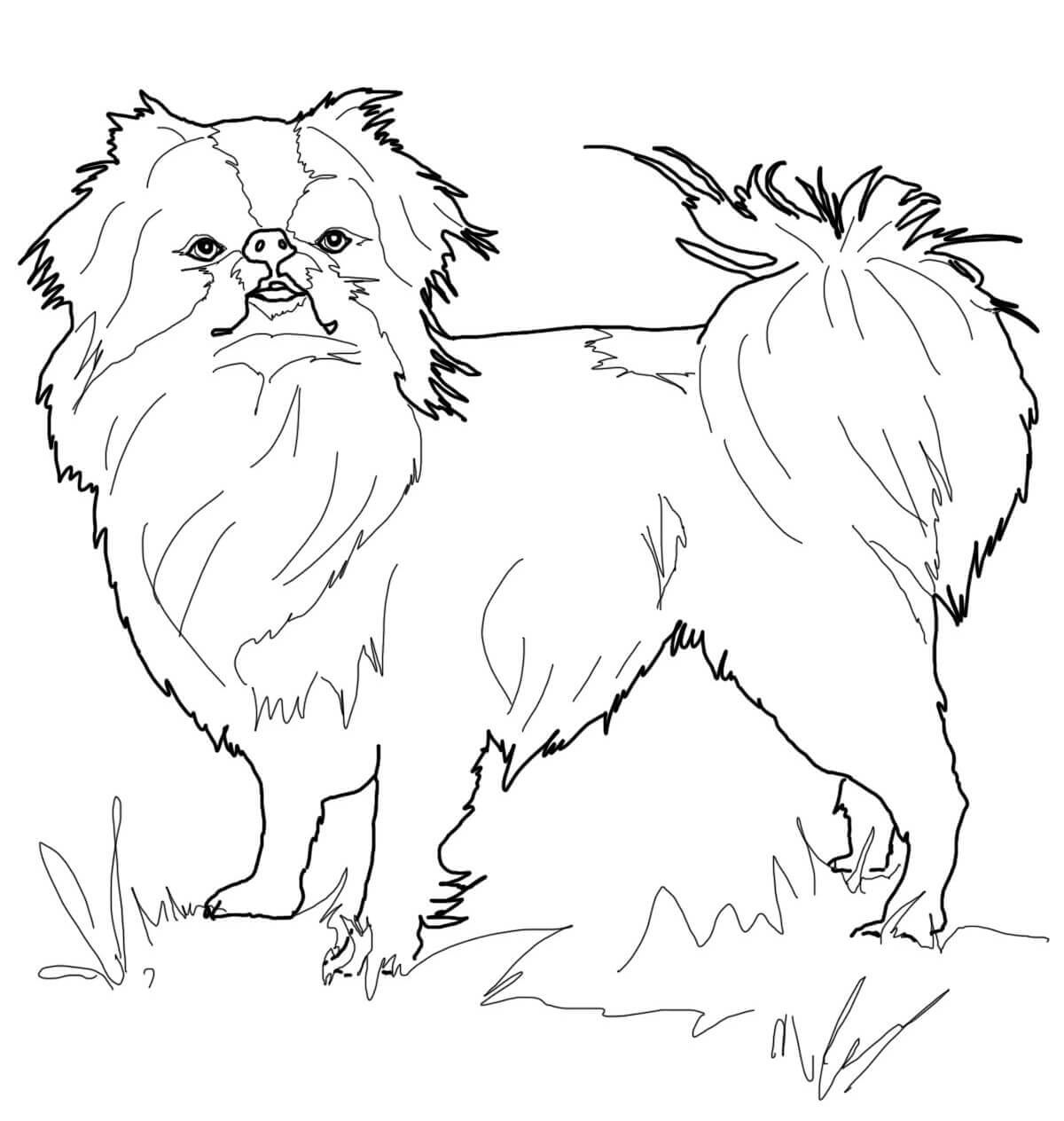 Japanese Chin Coloring Pages