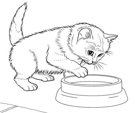 64 Realistic Animal Coloring Pages For Adults Best