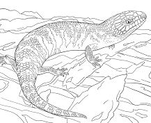 Juvenile Eastern Blue Tongued Skink Coloring Page