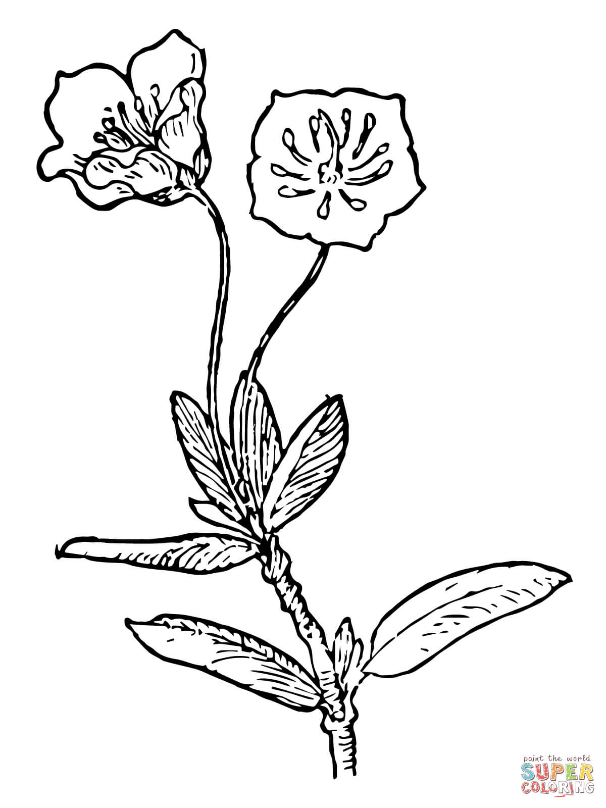 Kalmia Microphylla oder Sumpflorbeer aus Lorbeer