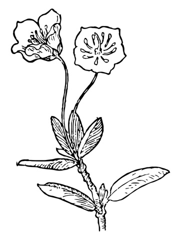 Kalmia Microphylla or Swamp Laurel Coloring Page