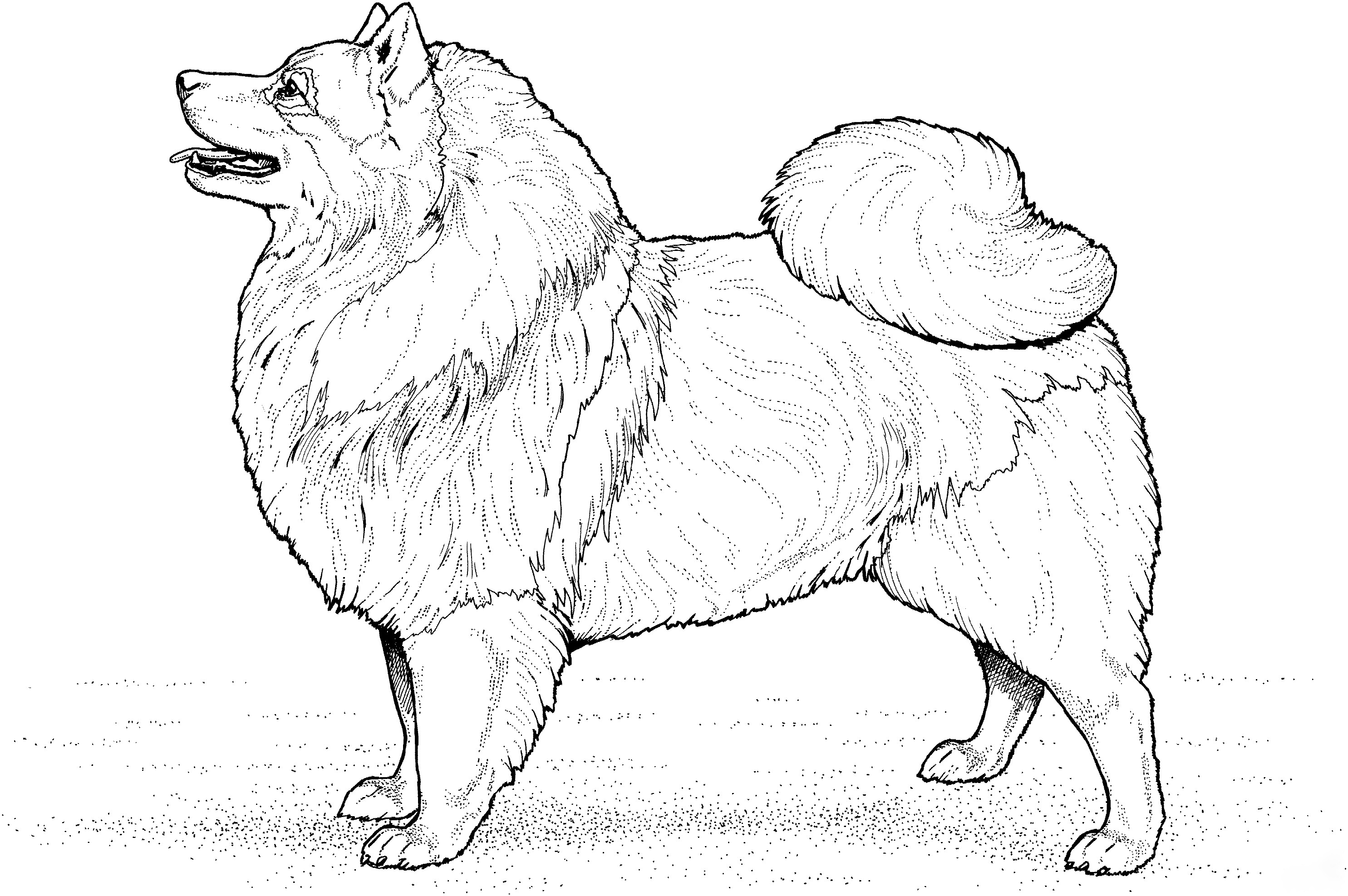Keeshond Coloring Pages