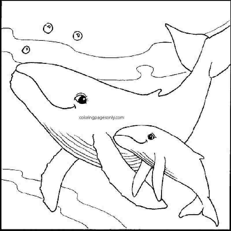 Página para colorir mãe e bebê baleia orca