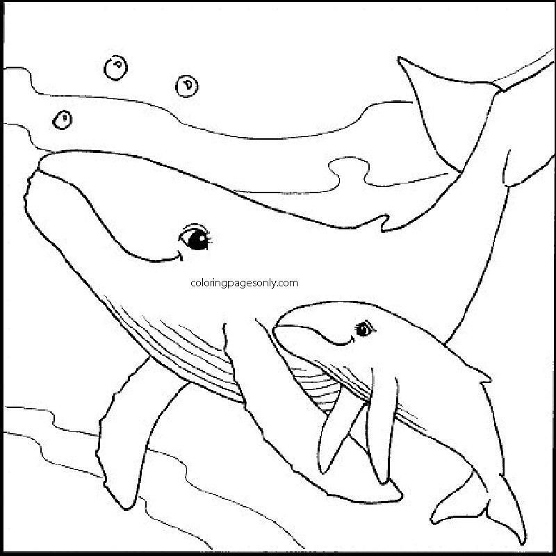 أم الحوت القاتل وصغار الحوت من البحار والمحيطات