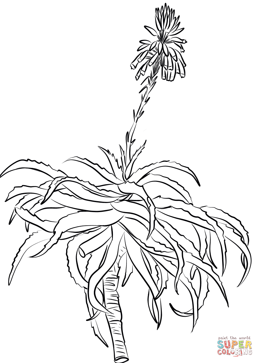 Krantz Aloe (Aloe Arborescens) d'Aloes