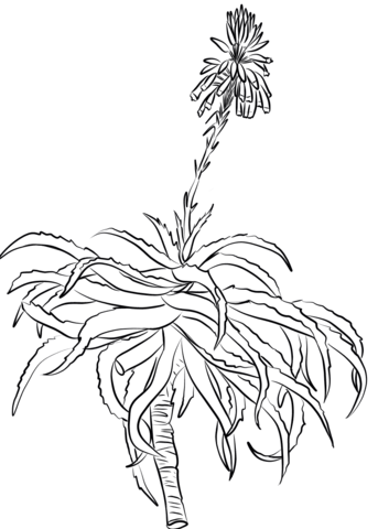 Krantz Aloe (Aloe Arborescens) Coloring Page