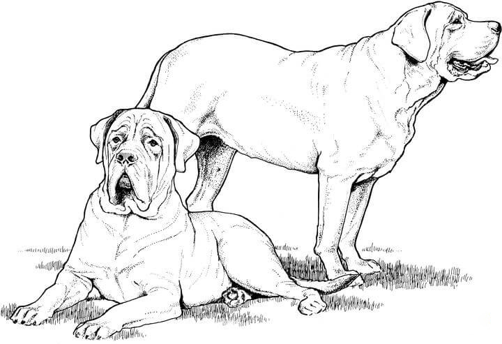 Labrador Family Coloring Pages