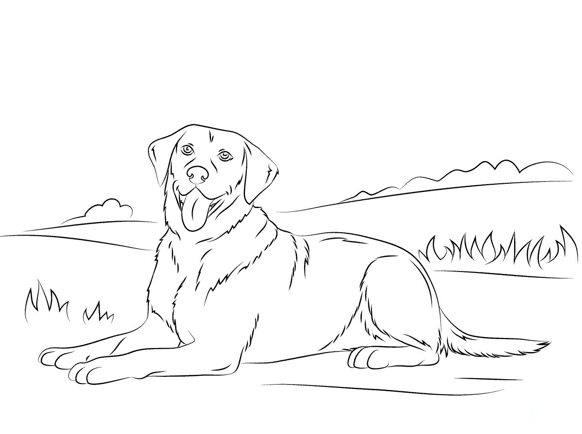 Labrador retriever van honden
