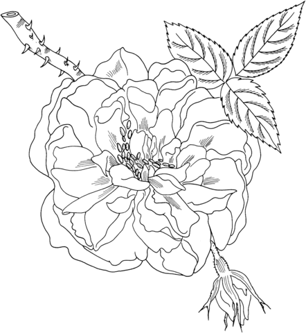 Lancaster’s and York’s Rose Coloring Pages