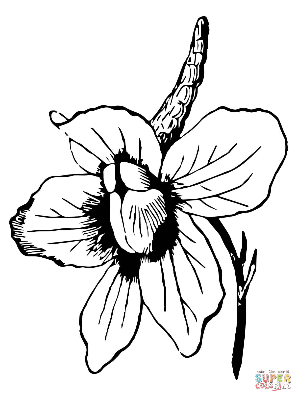 Flor de espuela de caballero de Larkspur