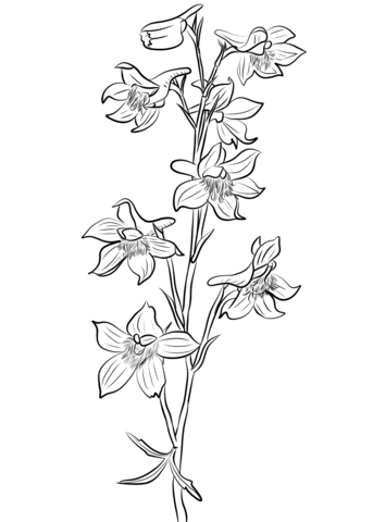 Larkspur Coloring Pages