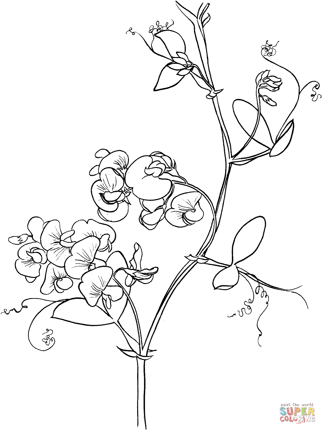 Lathyrus Odoratus oder Edelwicke aus Edelwicke