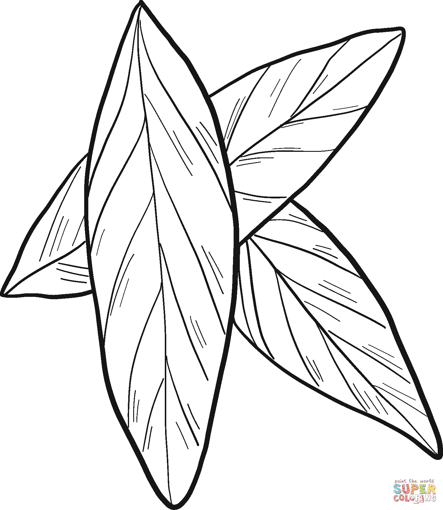 Лавровые листья от лавра