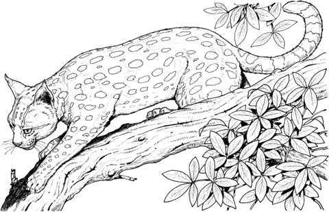 Leopard Cat On A Branch Coloring Page