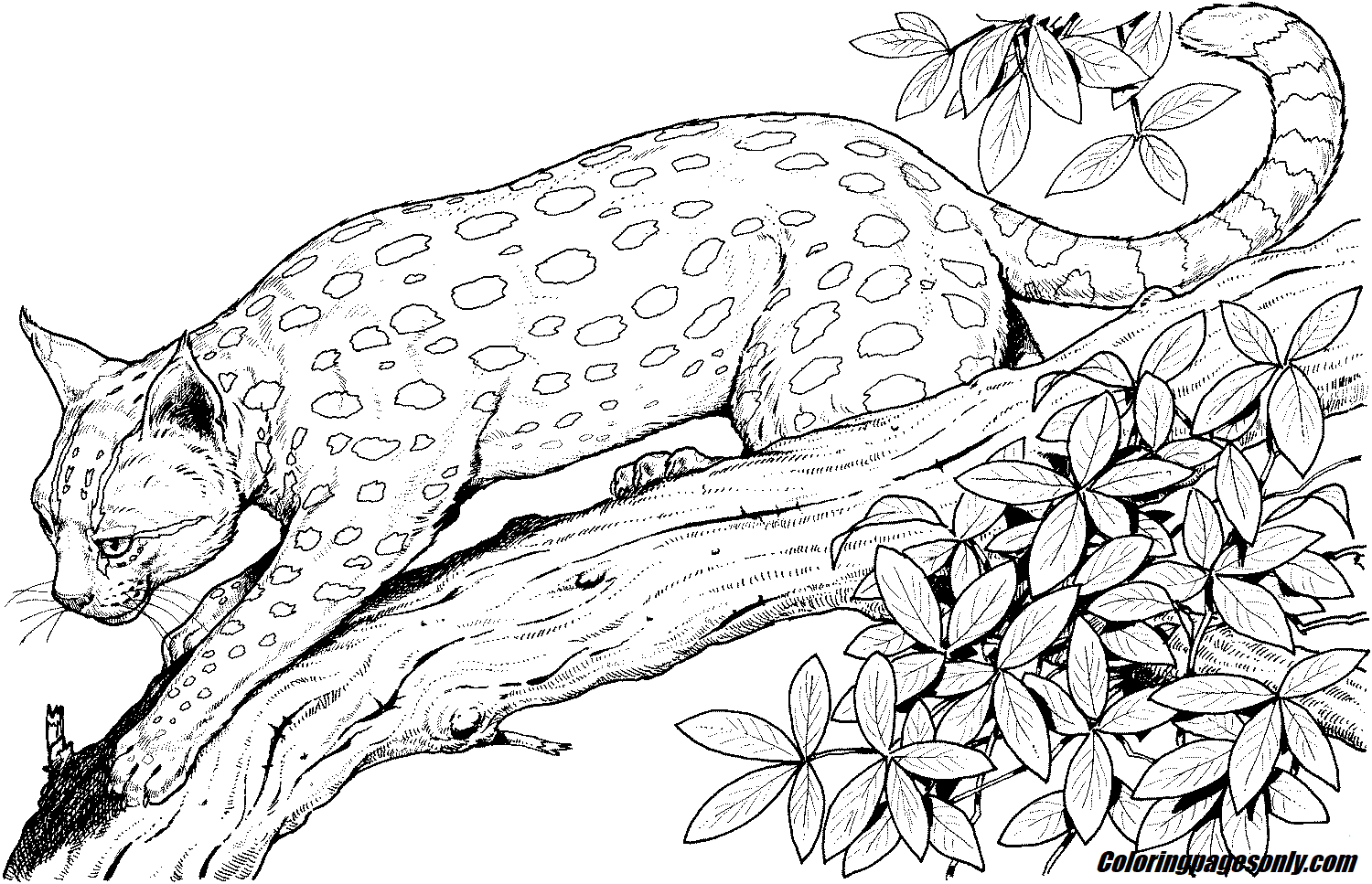 480 Collections Wild Cat Coloring Pages  Latest Free