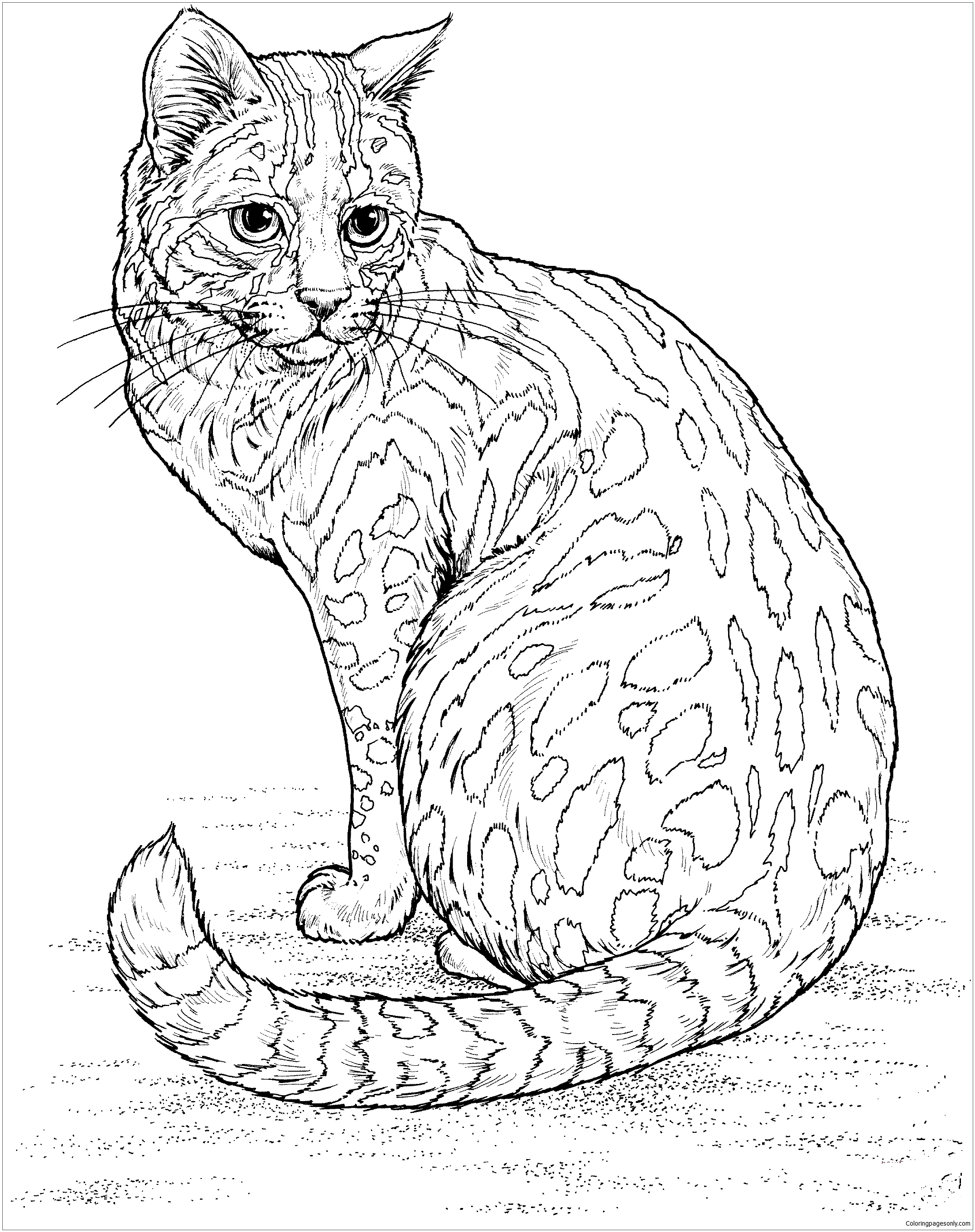 Leopard Cat Coloring Pages