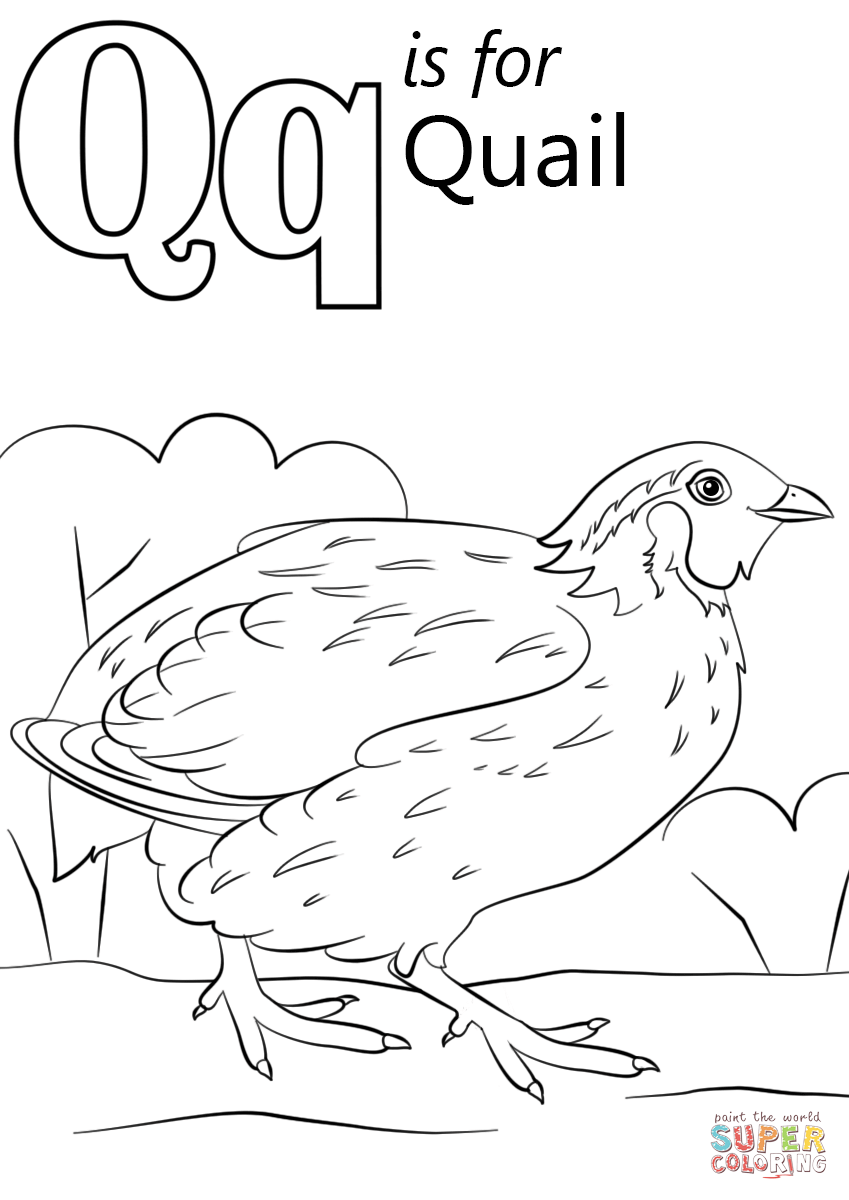 Letter Q Is For Quail Coloring Pages