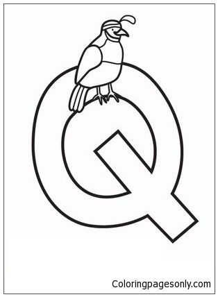 A letra Q é para codorna da letra Q