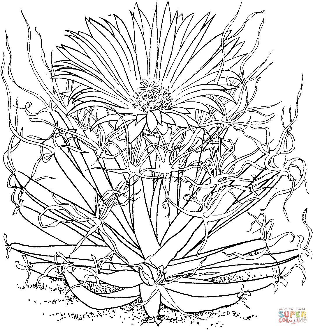 Leuchtenbergia principis 或来自仙人掌的龙舌兰仙人掌