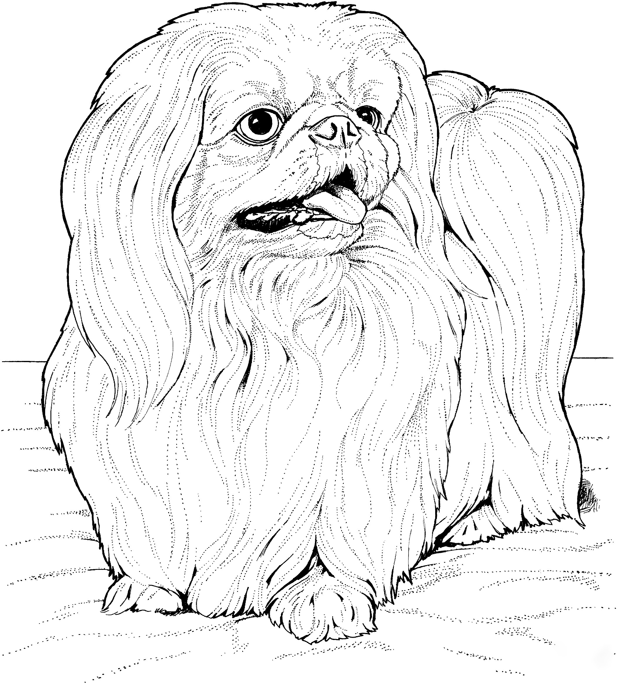 Lhasa Apso Coloring Pages