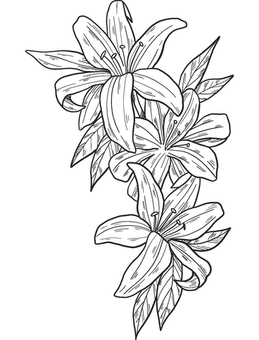 Lilies Coloring Page
