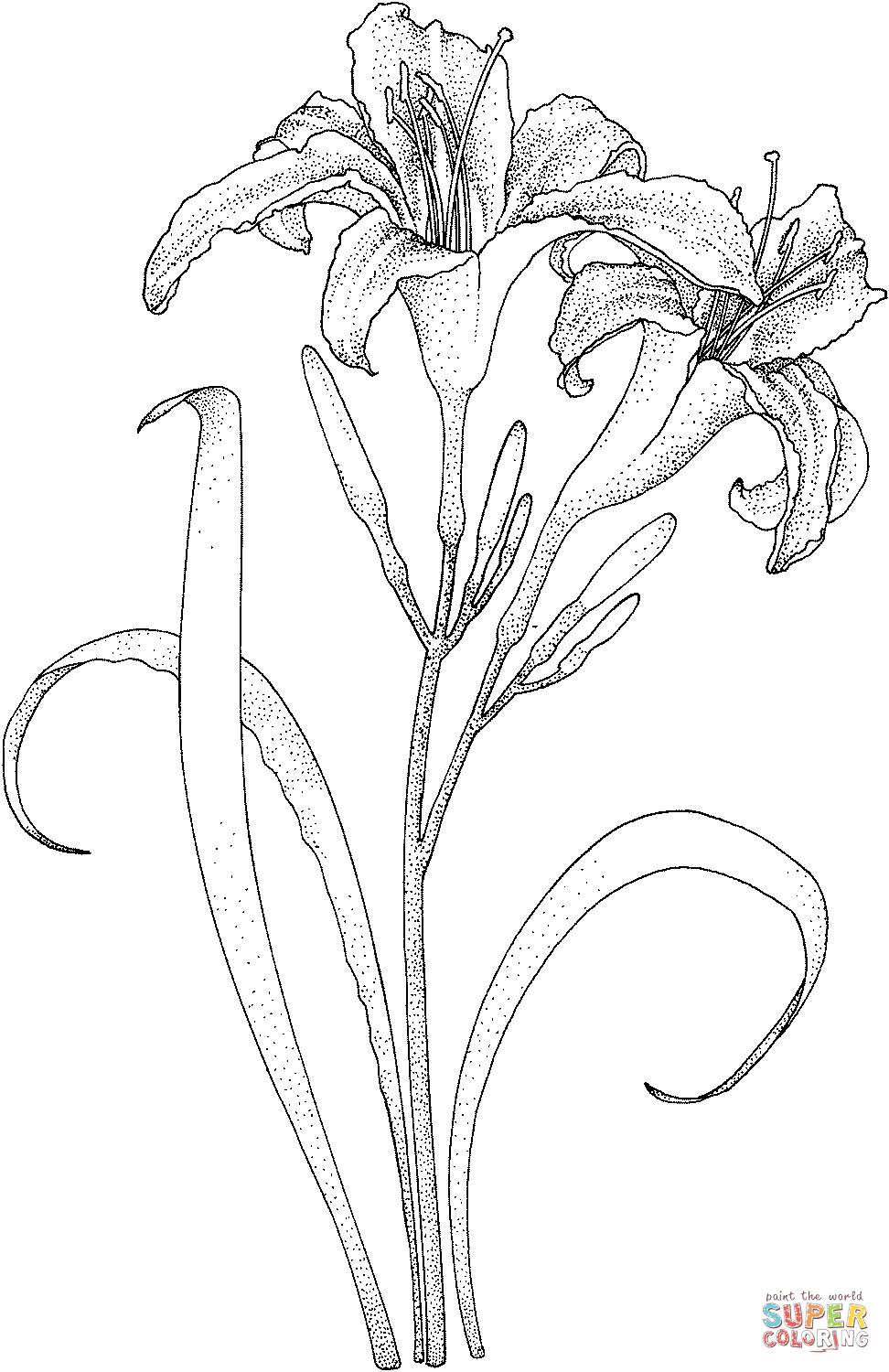 Лилии из лилий