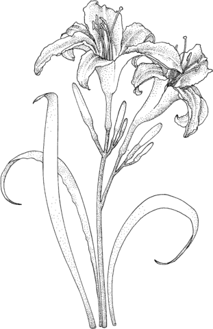 Lilies Coloring Pages