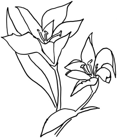 Lilium Flower Coloring Pages