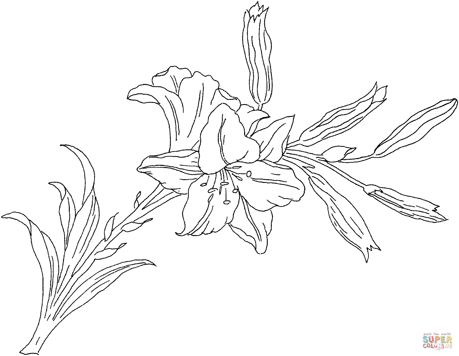 Lilium o flor de lirio de lirios