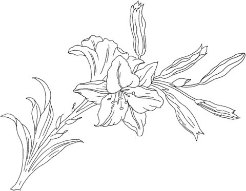 Lilium or Lily flower Coloring Pages