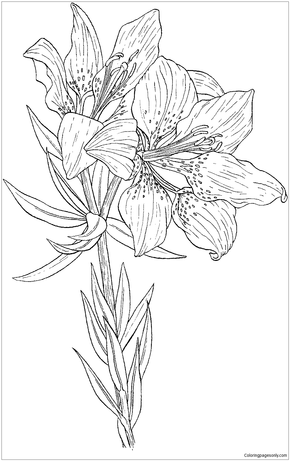 Lilium Philadelphicum or Wild Orange Red Lily Coloring Page - Free ...