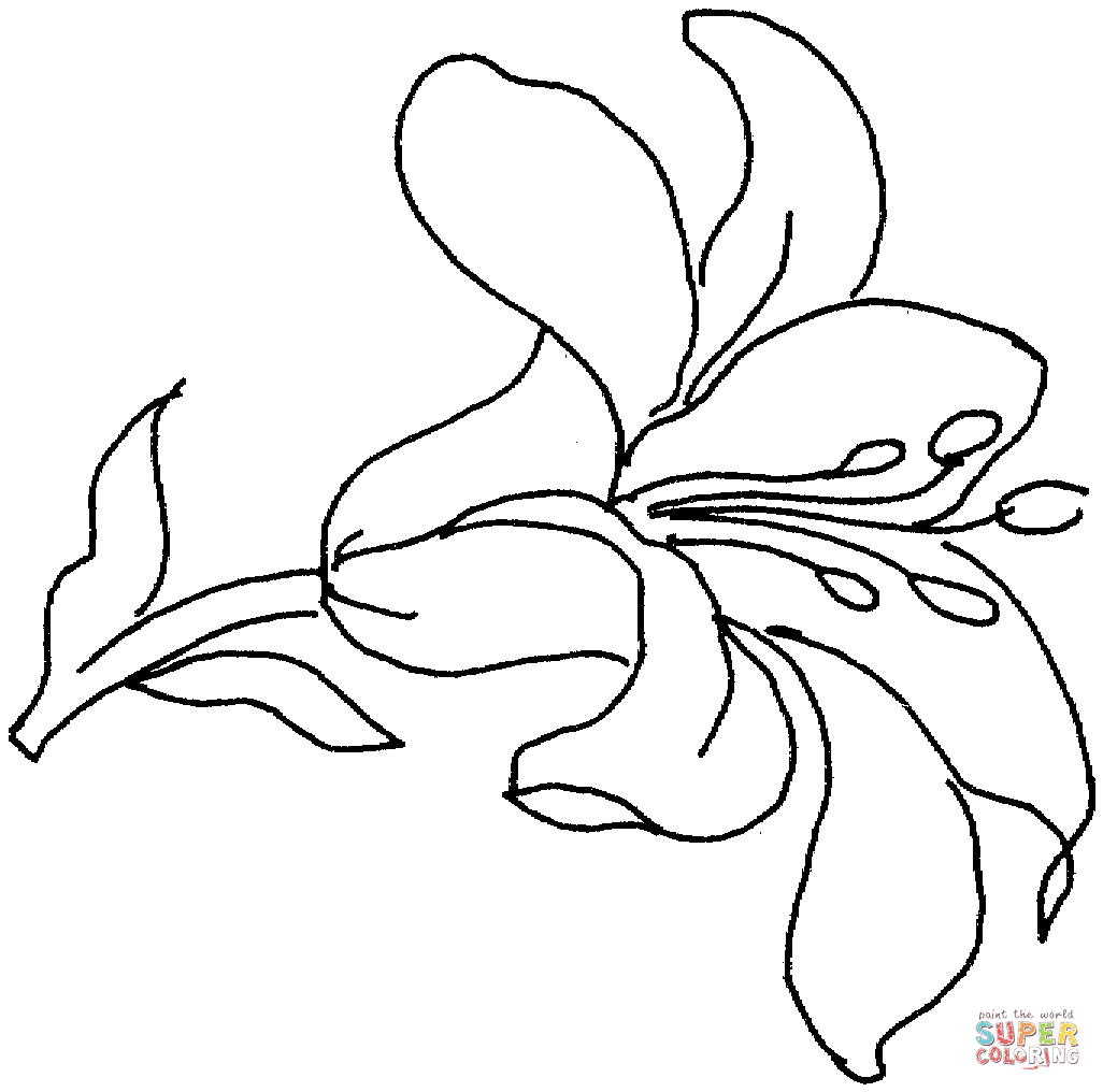 Lily 15 Coloring Page