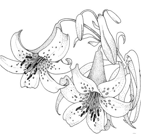 Página para colorir flor de lírio