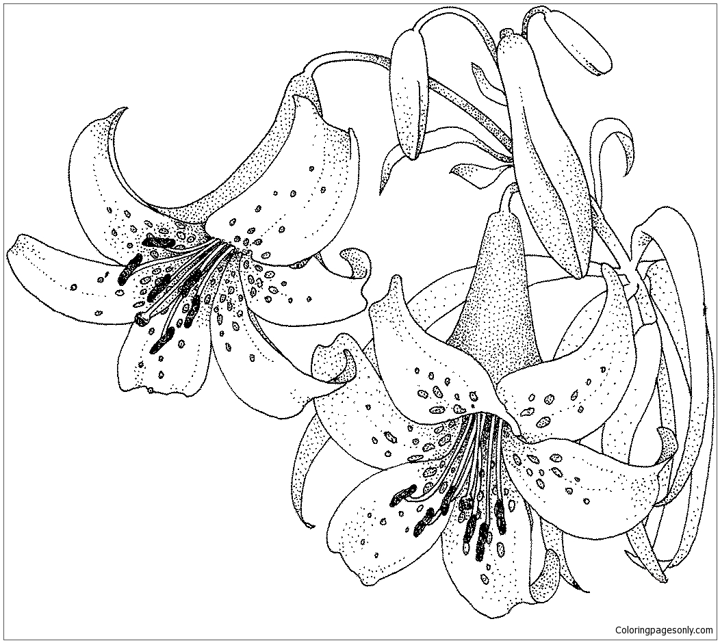 Página para colorir flor de lírio
