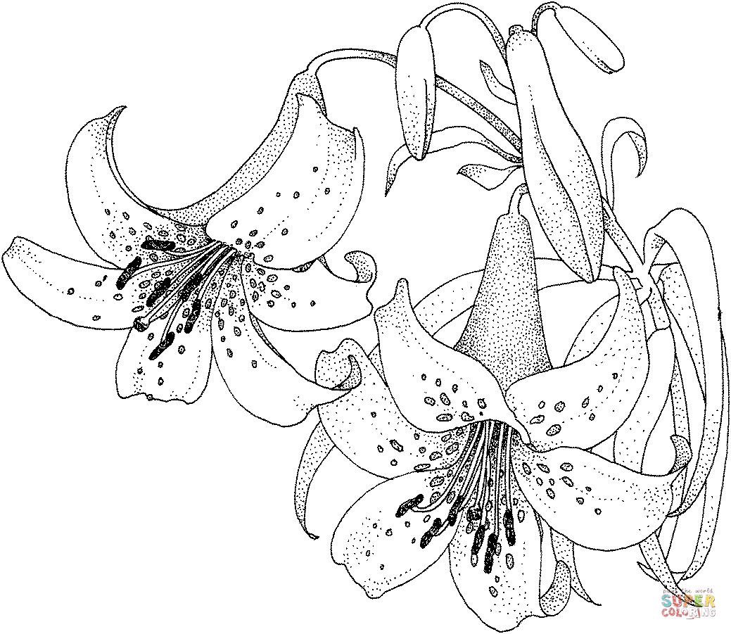 Fiore di giglio dai gigli